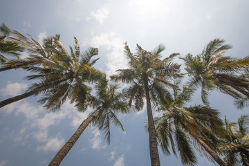 Palm trees on blue sky backrounnd with sun flare