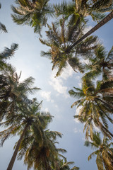 Obraz na płótnie Canvas Palm trees on blue sky backrounnd with sun flare