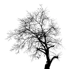 Black and white trees and branches on a white background