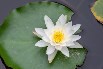 Water lily growing on green leaves
