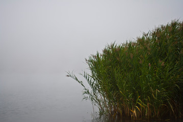 Fototapeta na wymiar A view of the reeds in the lagoon