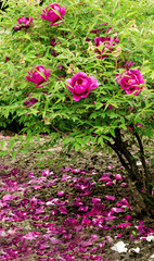 Beautiful gentle pink peony flower growing in the summer garden. Mountain tree peony.