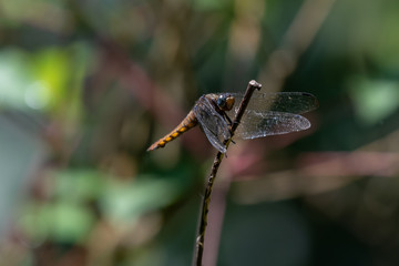 Dragonflies with beautiful wings outdoors, sunshine and green