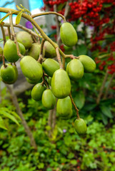 Grappe de fruits du Prunier de Cythère ou zévi dans un jardin créole, La Réunion.