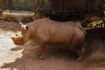 Fototapeta premium Rhino in the cage