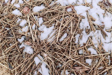 A pile of hay with snow. Hay straw yellow background texture