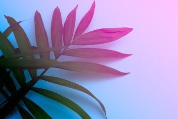 Tropical style plant leaf in blue and pink tones