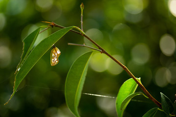 Common crow chrysalis hanging from branch left of frame