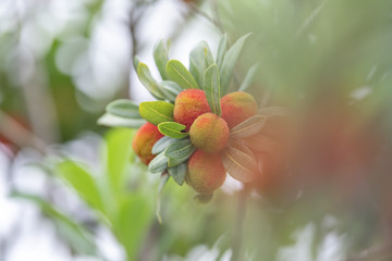 The wax myrtle is ripe, the red fruit is very attractive