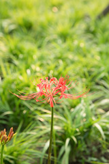 The other shore flowers blooming in the botanical garden