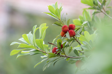 The wax myrtle is ripe, the red fruit is very attractive
