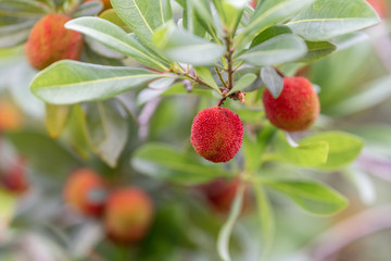 The wax myrtle is ripe, the red fruit is very attractive
