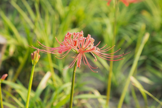 The other shore flowers blooming in the botanical garden