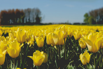 yellow tulips farm in the countryside