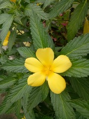 A yellow flowers between the leaves. spring afternoon. background concept.