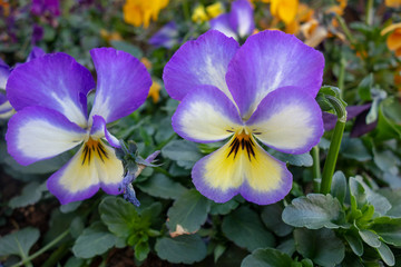 早春に咲いた淡い紫のパンジーの花