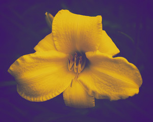 Fototapeta na wymiar Yellow lily on a violet background close-up, stylized