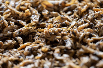 Collect and cool dried razor clam