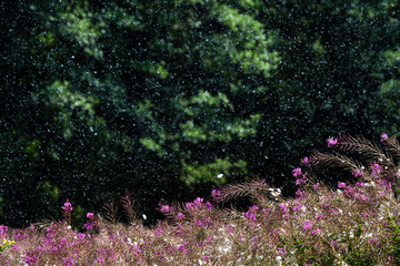 Abfliegender Samen, Samenflug Weidenröschen, Pollen abfliegend, Pollenflug von Wald-Weidenröschen, fliegende Samen von Weidenröschen