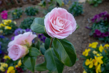 早春に咲いたピンクのミニ薔薇