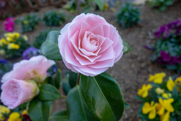 早春に咲いたピンクのミニ薔薇