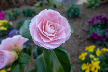 早春に咲いたピンクのミニ薔薇
