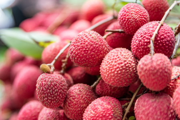 The litchi tree is covered with fruit, and the red skin is fresh and attractive