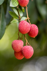 The litchi tree is covered with fruit, and the red skin is fresh and attractive