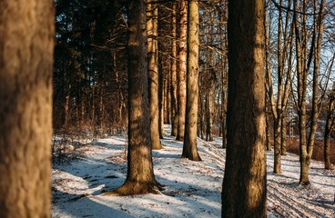 sunlight in forest