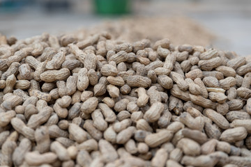 On the ground drying peanuts, a hand holding peanuts