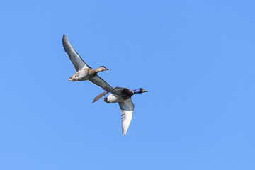 Waterfowl of Colorado. Male and Female Mallard duck flying in a clear blue sky.