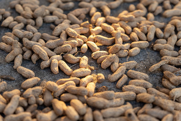 The new peanuts are drying in the sun