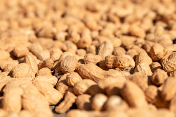 The new peanuts are drying in the sun