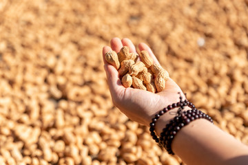 On the ground drying peanuts, a hand holding peanuts