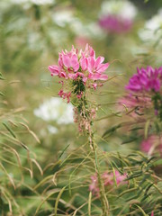 Cleome hassleriana, spider flower, spider plant, pink queen, grandfather's whiskers  species of flowering plant in the genus Cleome of the family Cleomaceae, pink and white color flowers in garden