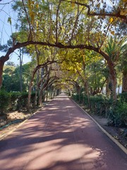 alley in the park . dream. izmir . turkey. park. old