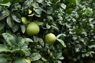 The grapefruit in the orchard hangs on the tree