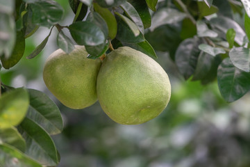 The grapefruit in the orchard hangs on the tree