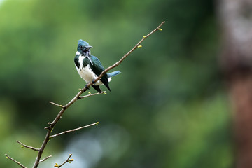 Female of Amazon Kingfisher during fishing on her favorite branch.