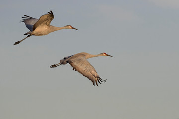Beautiful sandhill cranes flying in the blue sky over Galveston Island