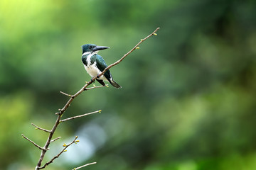 Female of Amazon Kingfisher during fishing on her favorite branch.