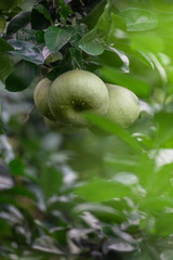 The grapefruit in the orchard hangs on the tree
