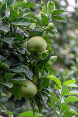 The grapefruit in the orchard hangs on the tree