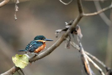 American Pygmy Kingfisher (Chloroceryle aenea) is hunting for fish in mangroves in Costa Rica.