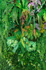 Beautiful vertical garden on the wall of the building for interior and exterior design and background