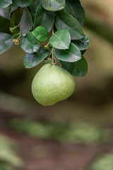 The grapefruit in the orchard hangs on the tree