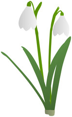 Schneeglöckchen (2/2)