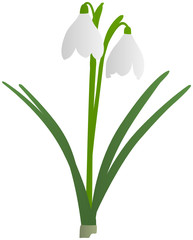 Schneegl&ouml;ckchen (1/2)