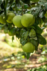 The grapefruit in the orchard hangs on the tree