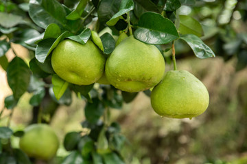 The grapefruit in the orchard hangs on the tree